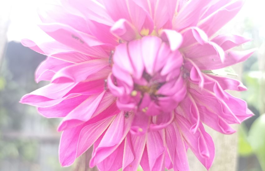 7 Best Perennial Flowers To Grow In Alabama