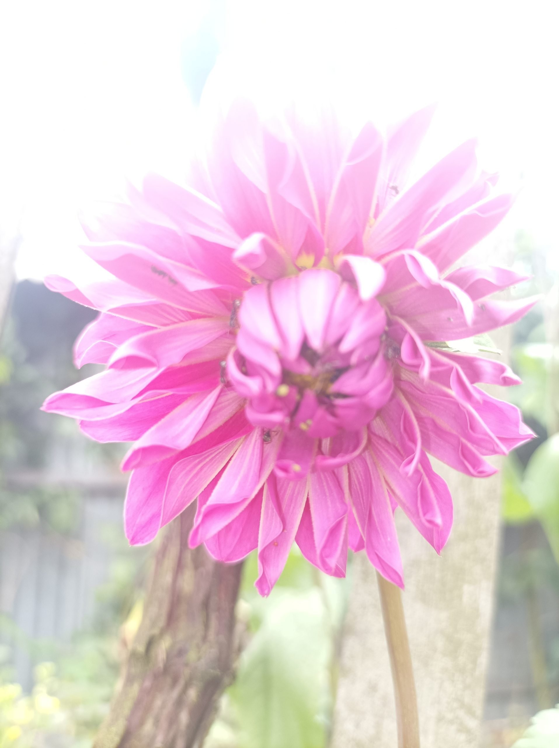 7 Best Perennial Flowers To Grow In Alabama