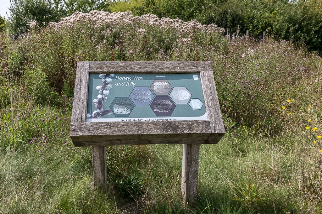 7 Best Perennial Flowers To Grow In Arkansas