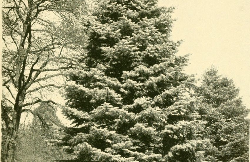 7 Best Perennial Flowers To Grow In Vancouver