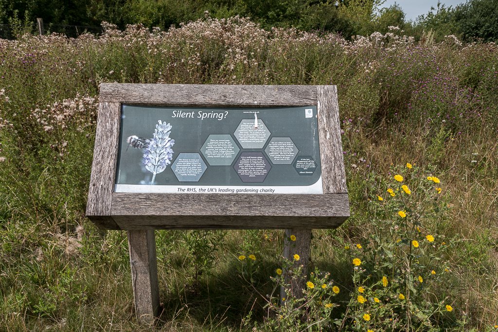 Best 5 Perennial Flowers To Grow In Dallas Texas