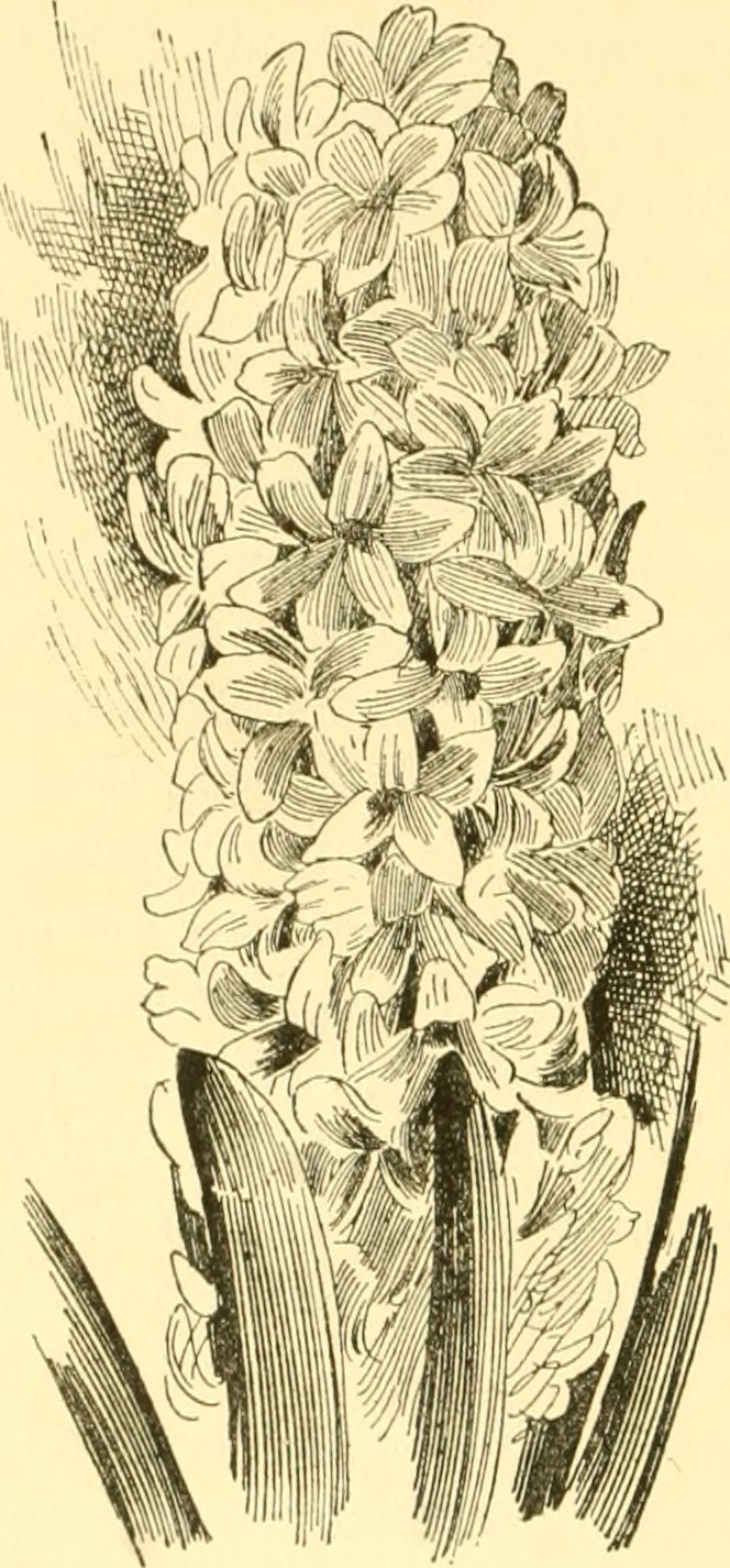 Best 5 Perennial Flowers To Grow In Maine