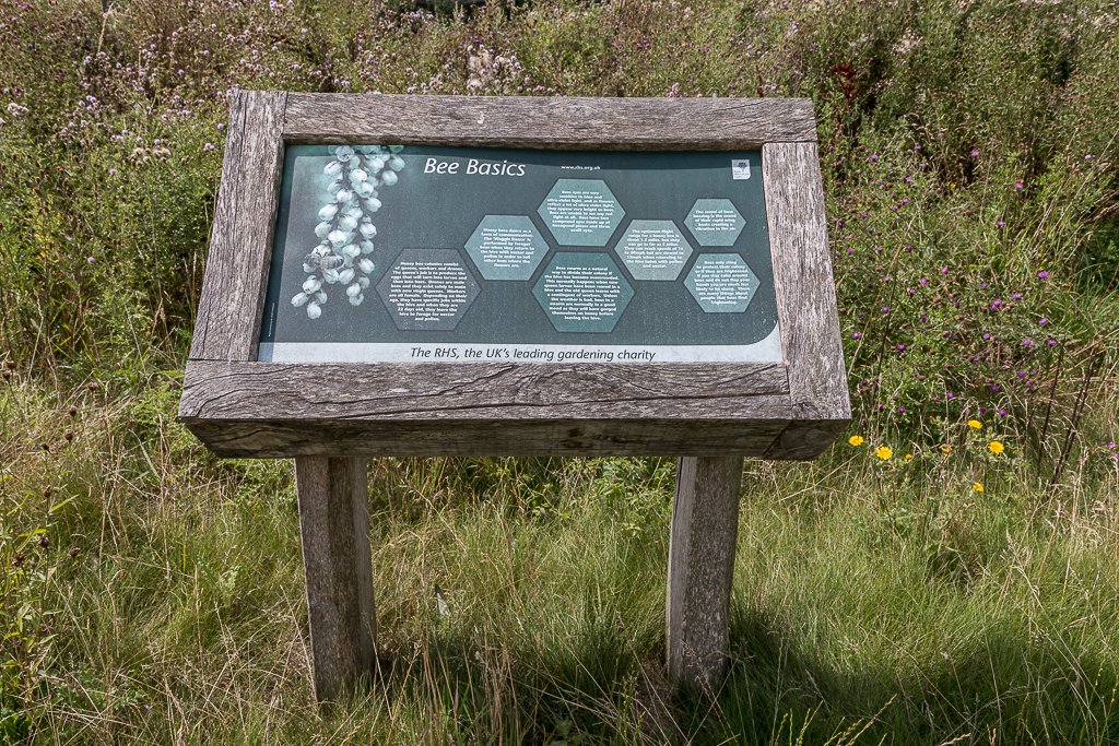 Best 5 Perennial Flowers To Grow In Southern California