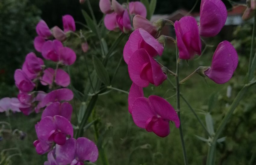 Best 6 Perennial Flowers To Grow In Arizona