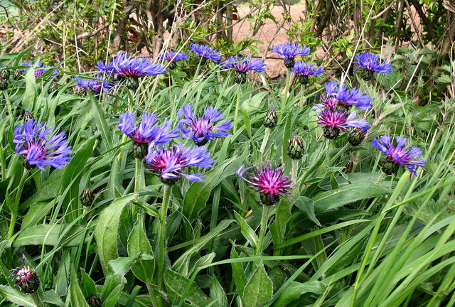 Best 6 Perennial Flowers To Grow In Kentucky