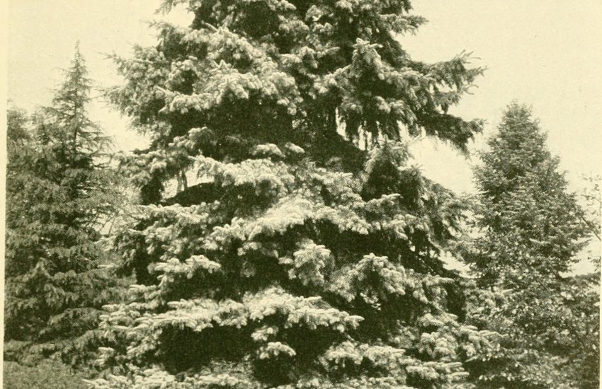 Best 6 Perennial Flowers To Grow In Nebraska