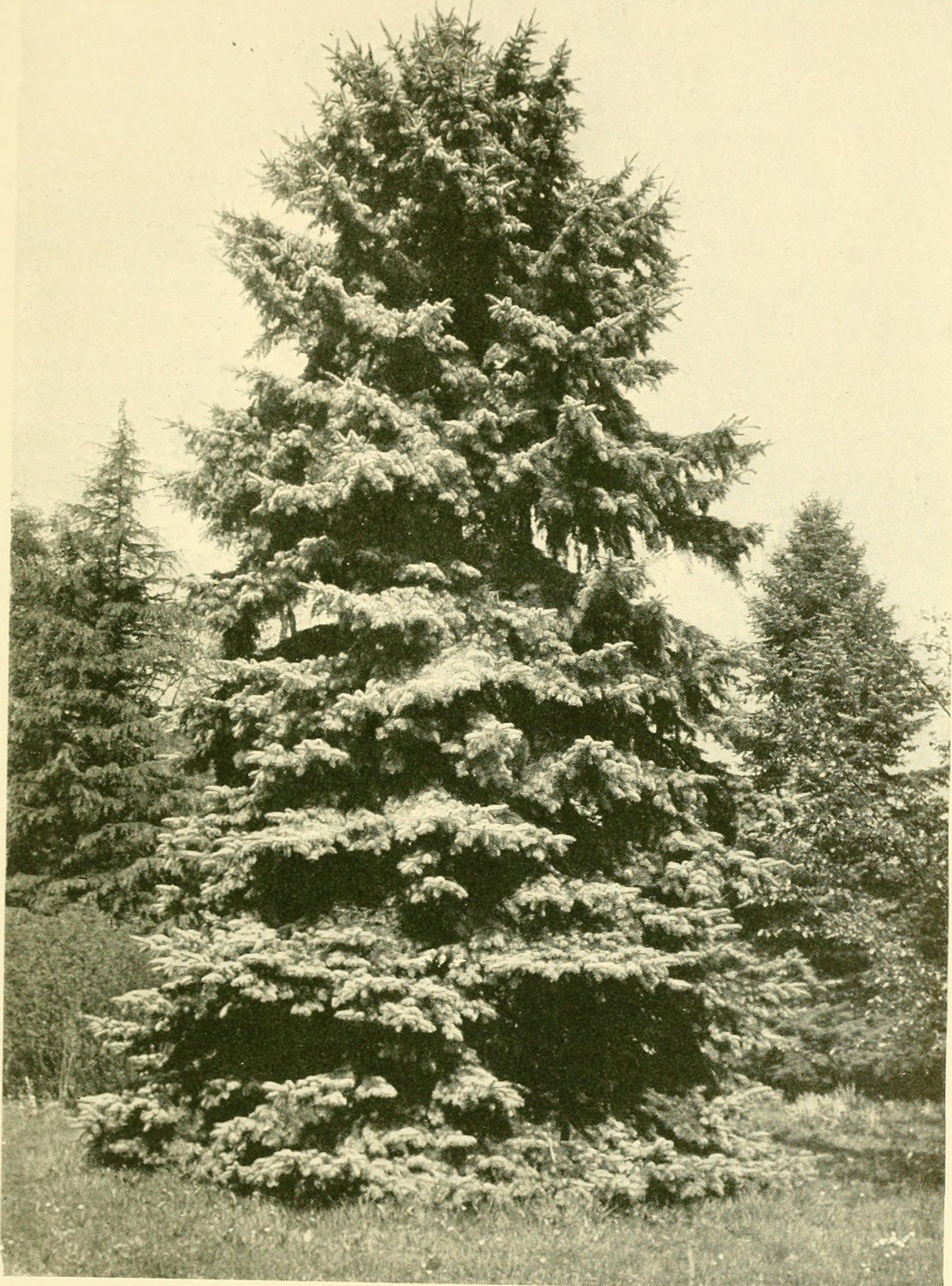 Best 6 Perennial Flowers To Grow In Nebraska