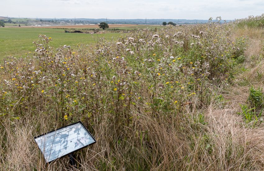 Best 6 Perennial Flowers To Grow In South Florida