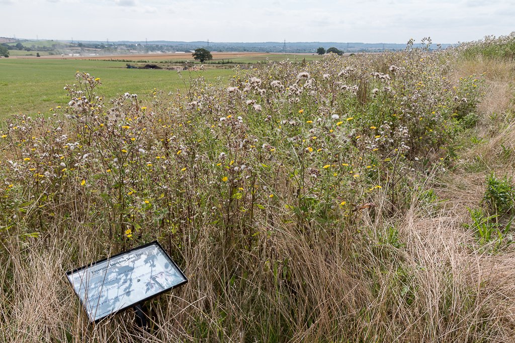 Best 6 Perennial Flowers To Grow In South Florida