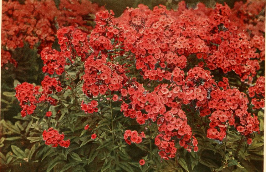 Best 7 Perennial Flowers To Grow In Kansas