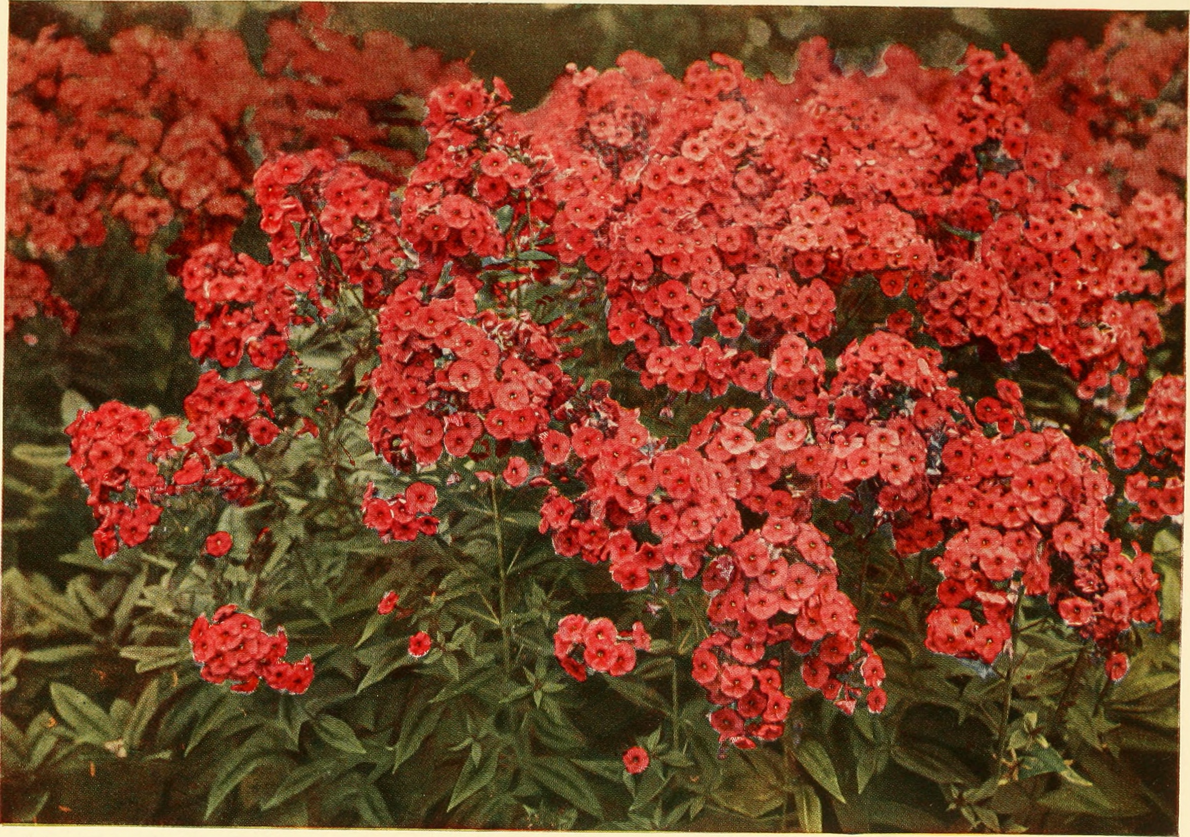 Best 7 Perennial Flowers To Grow In Kansas