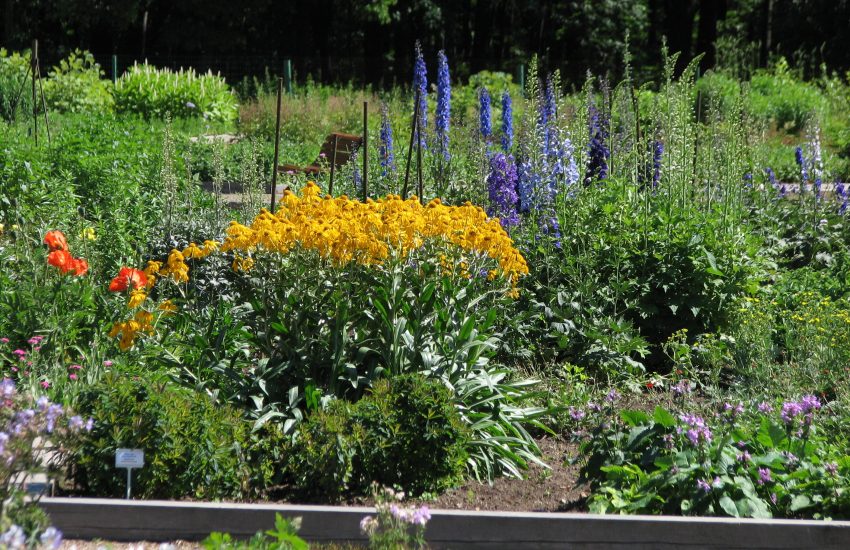 Best 7 Perennial Flowers To Grow In Louisiana