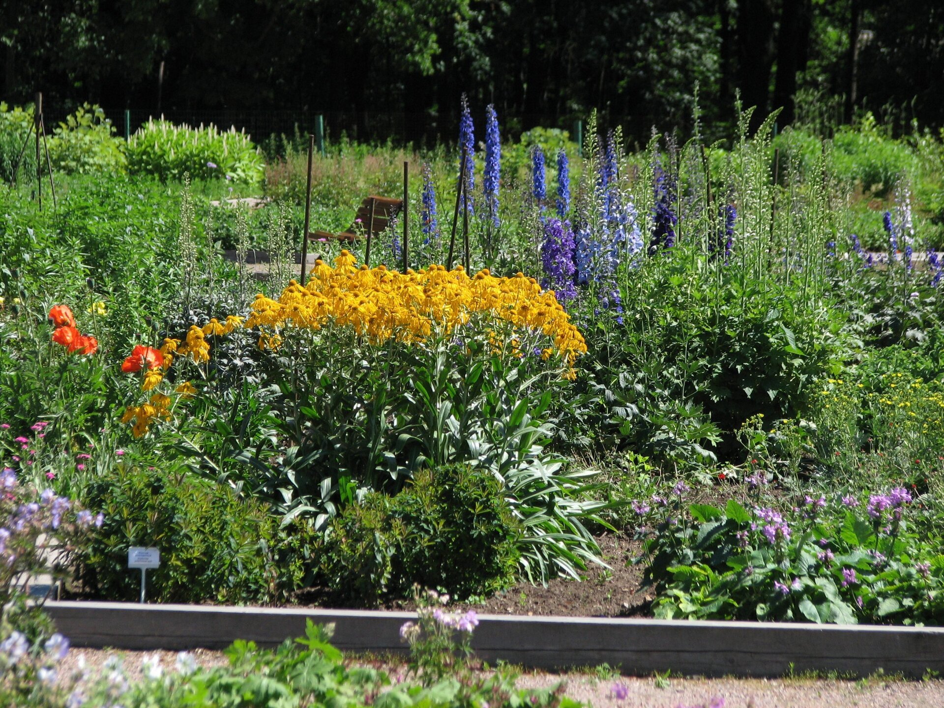 Best 7 Perennial Flowers To Grow In Louisiana