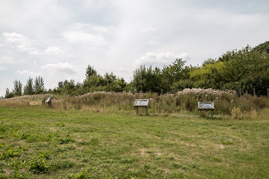 Best 7 Perennial Flowers To Grow In Maryland