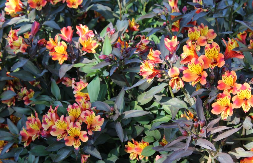 Best 7 Perennial Flowers To Grow In Ohio