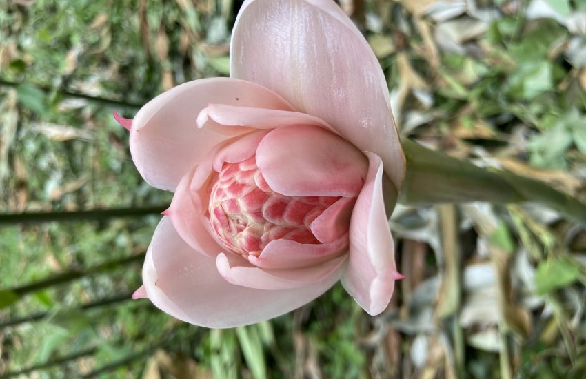 Best 7 Perennial Flowers To Grow In Pennsylvania