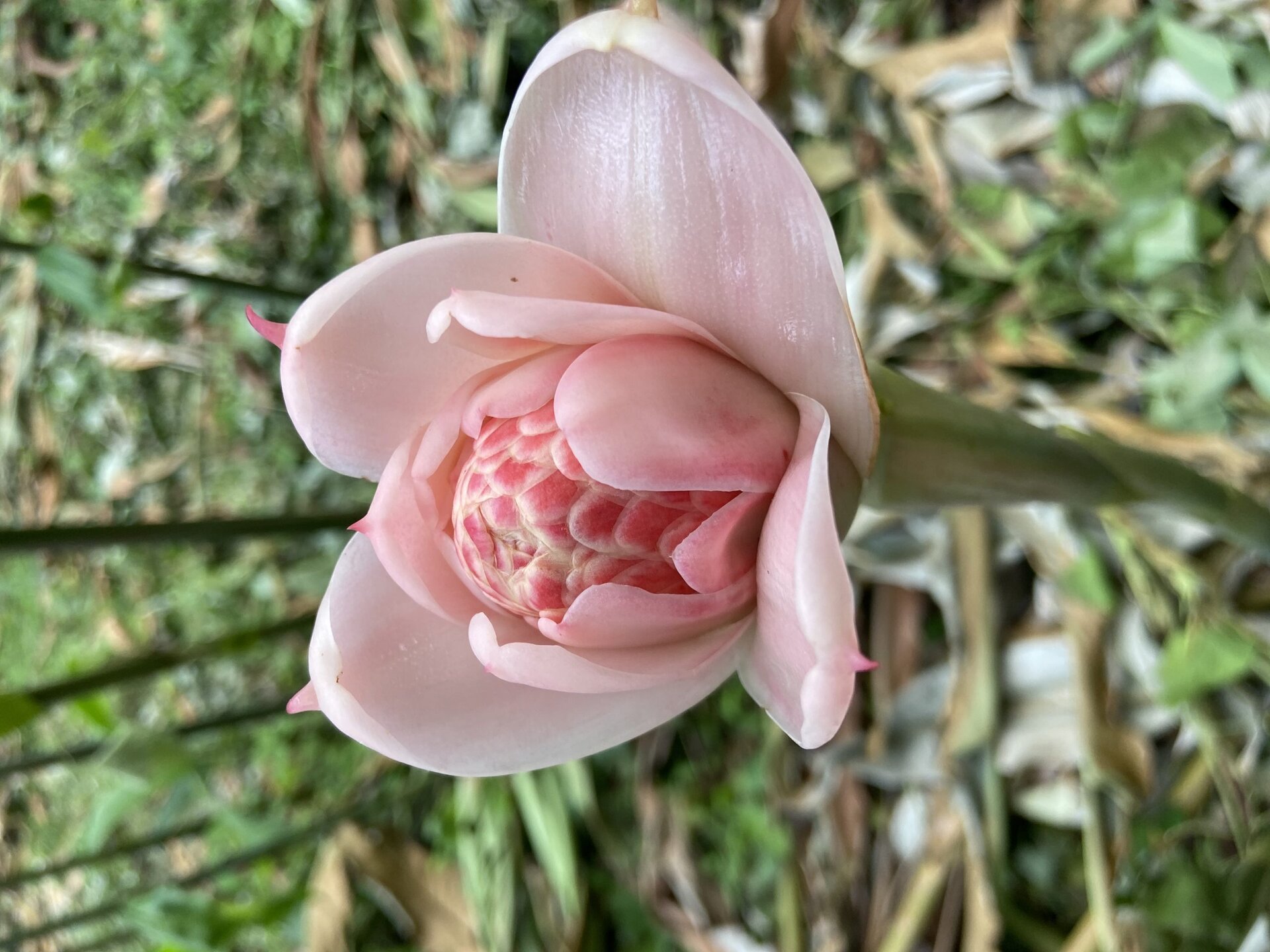 Best 7 Perennial Flowers To Grow In Pennsylvania