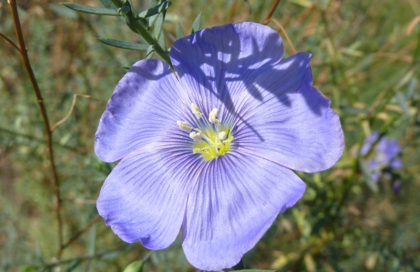 Best 7 Perennial Flowers To Grow In Florida