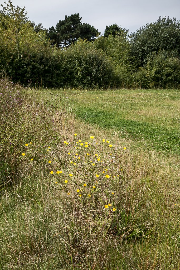 Best 5 Perennial Flowers Massachusetts