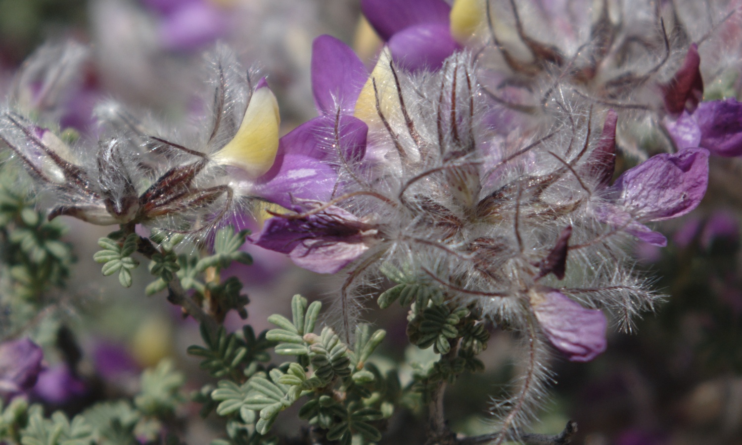 Feather Dalea (Dalea formosa) showing small purple flowers with distinctive feathery plumes on a low desert shrub