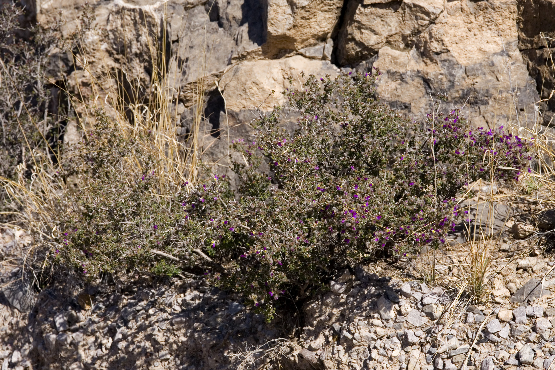 Feather Dalea (Dalea formosa) plant in desert habitat at Tortugas Mountain, Doña Ana County, New Mexico