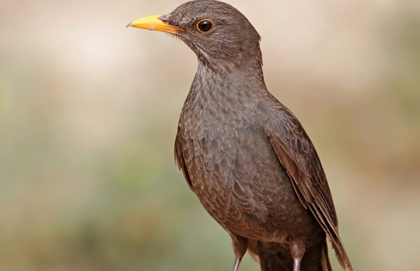 5 Most Common Problems with John Deere LT116