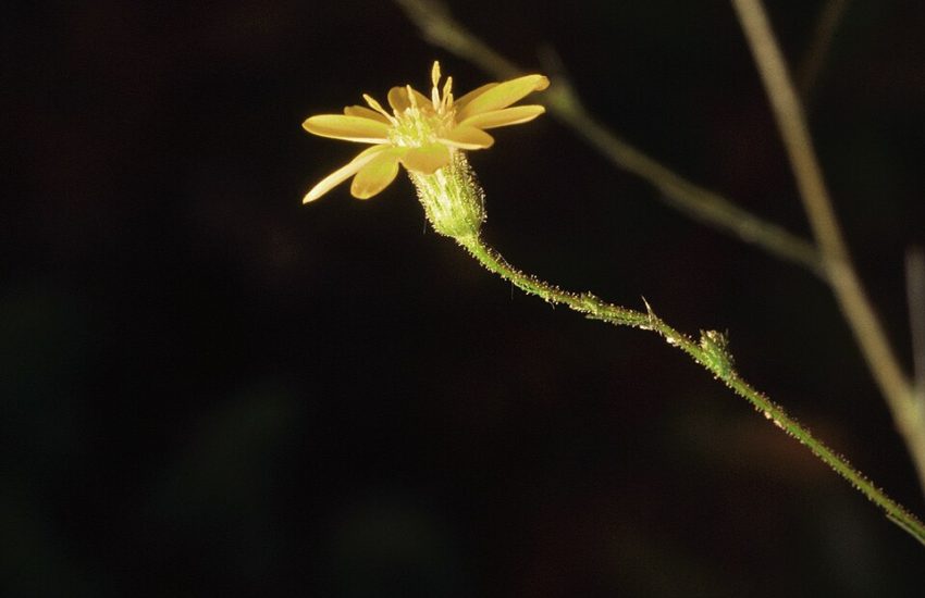 Write for Plant Native