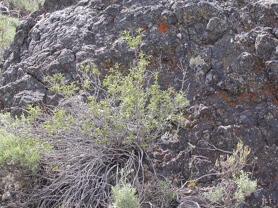 Fern Bush (Chamaebatiaria millefolium) showing feathery fern-like foliage and white flower clusters