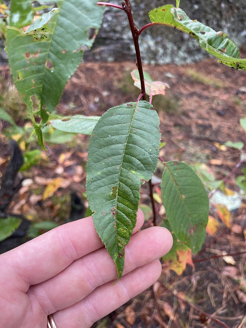 Fire Cherry (Prunus pensylvanica) leaves showing characteristic narrow, serrated shape and reddish petioles