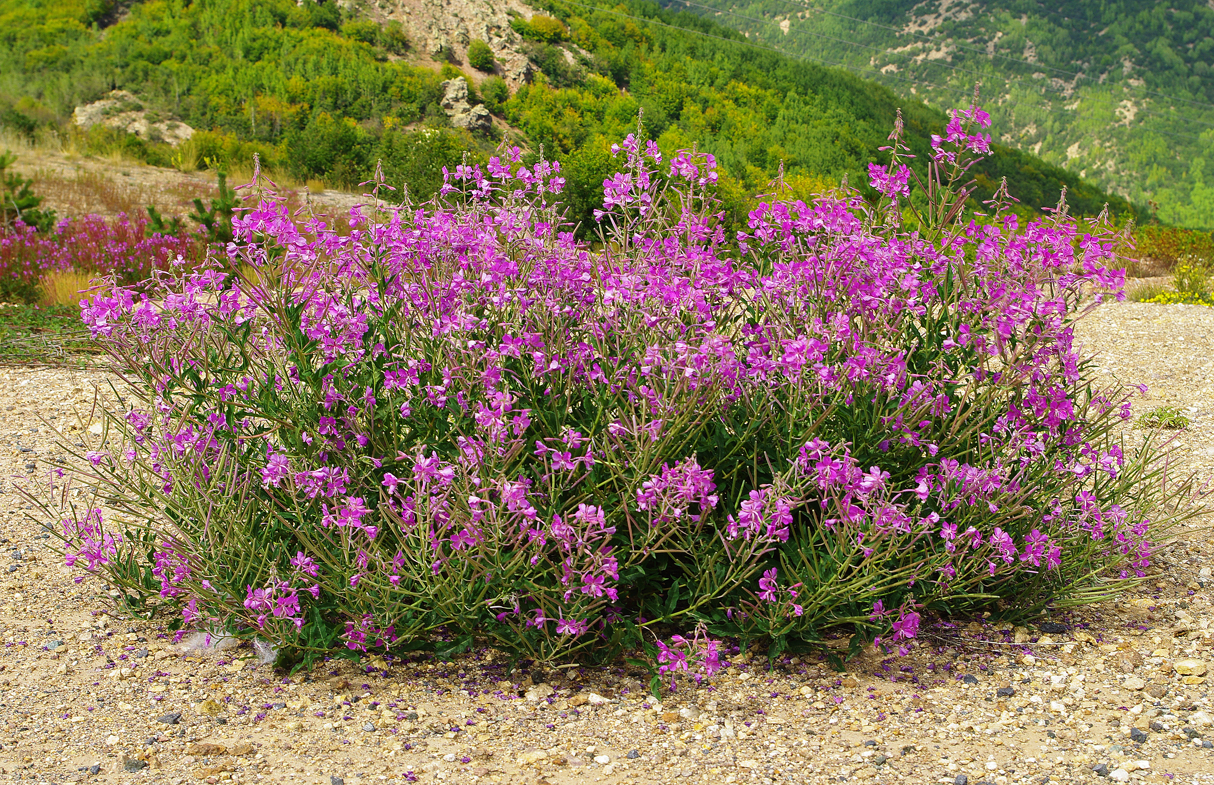 Fireweed (Epilobium angustifolium) displaying tall spikes of bright pink flowers in a natural meadow setting