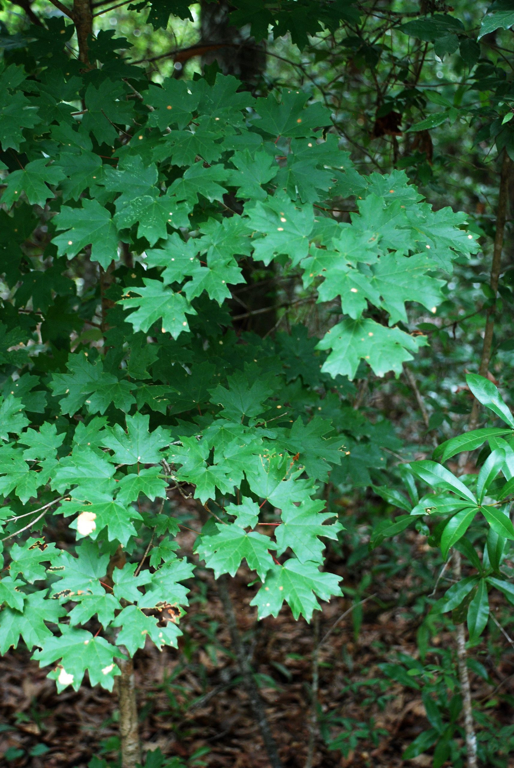 Florida maple foliage (Acer floridanum)