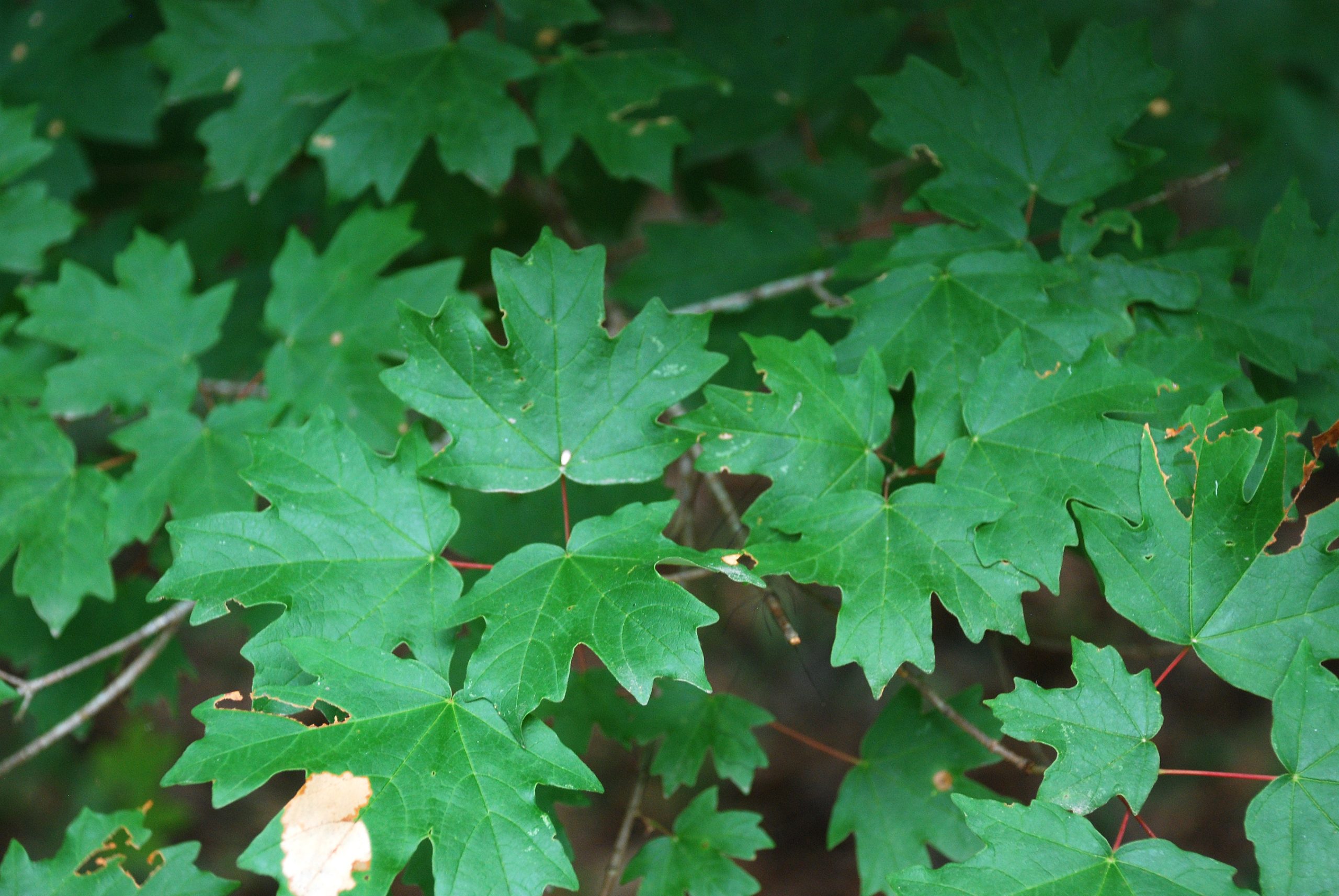Florida maple leaves on a branch (Acer floridanum)