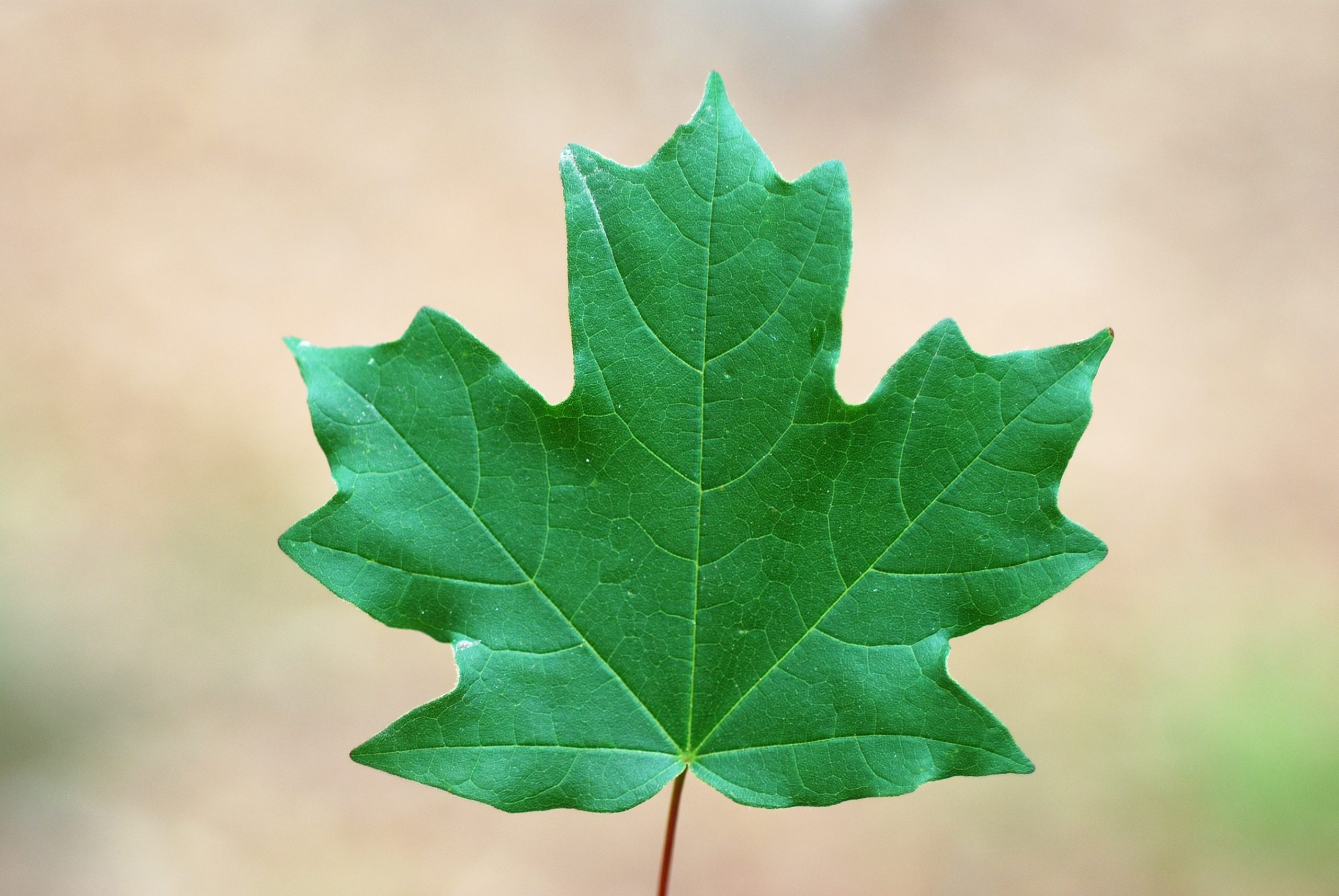 Florida maple leaf detail (Acer floridanum)
