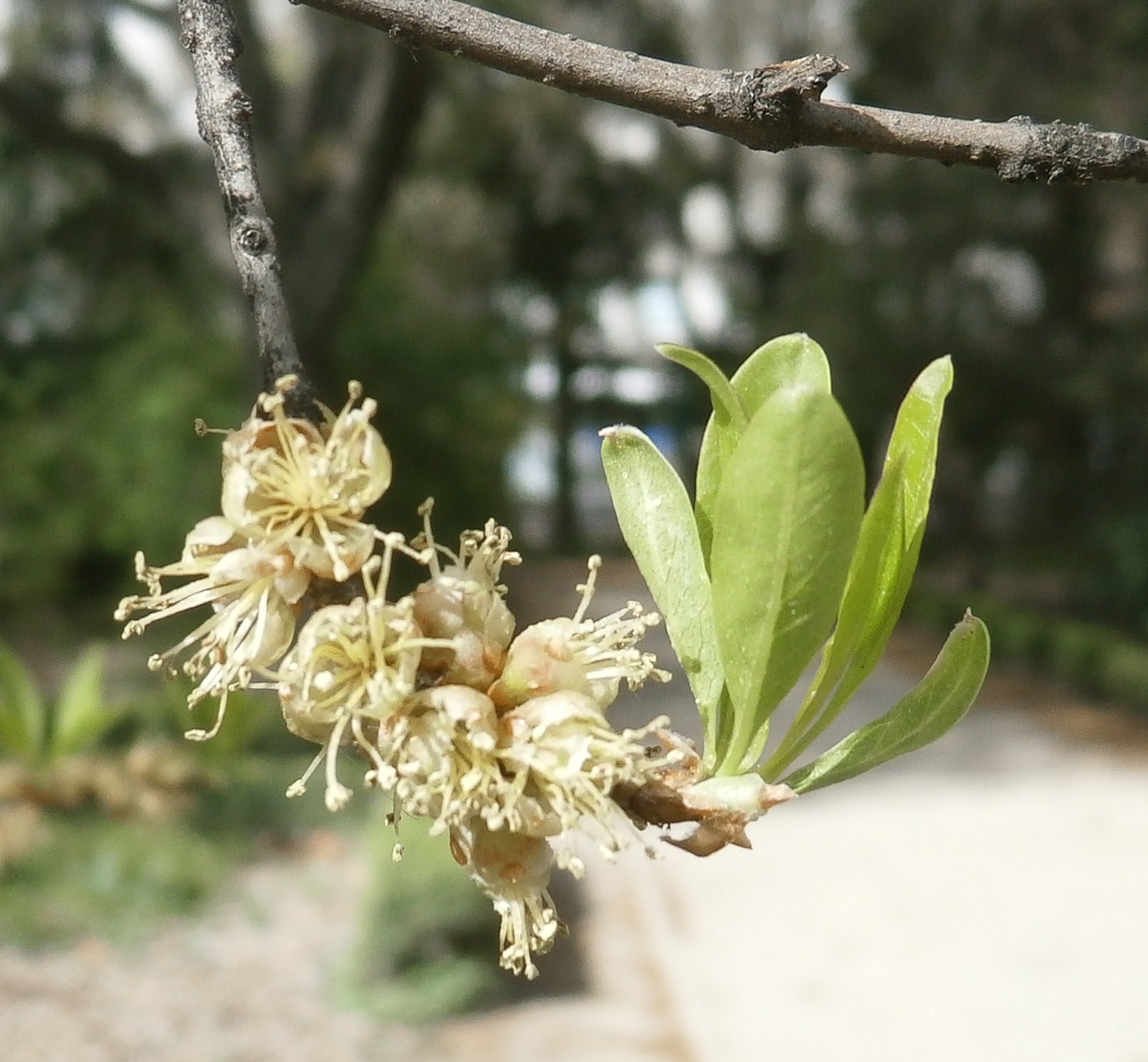 Desert Olive (Forestiera neomexicana) with small oval leaves on upright stems