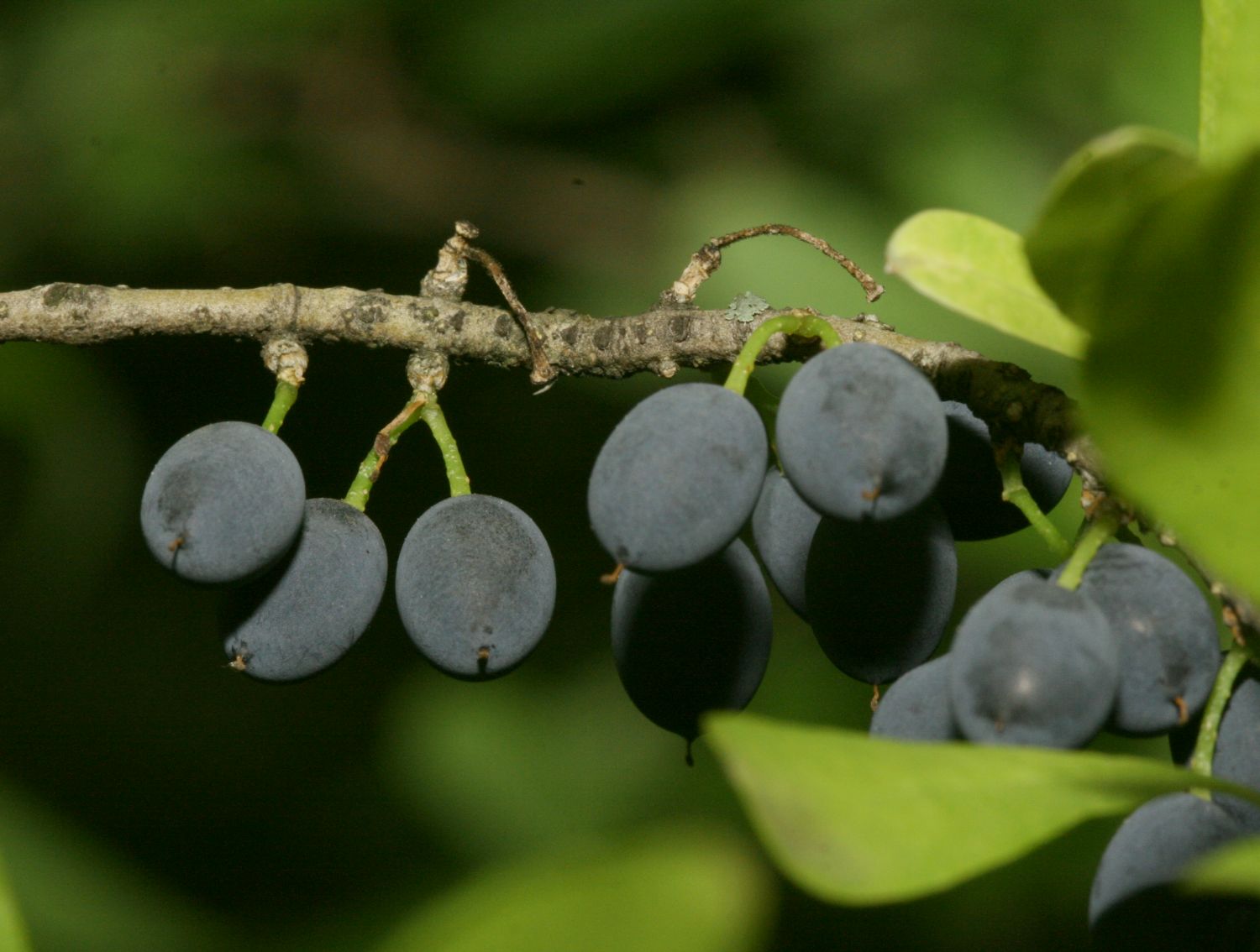 Forestiera neomexicana branch with blue-black berries in late summer