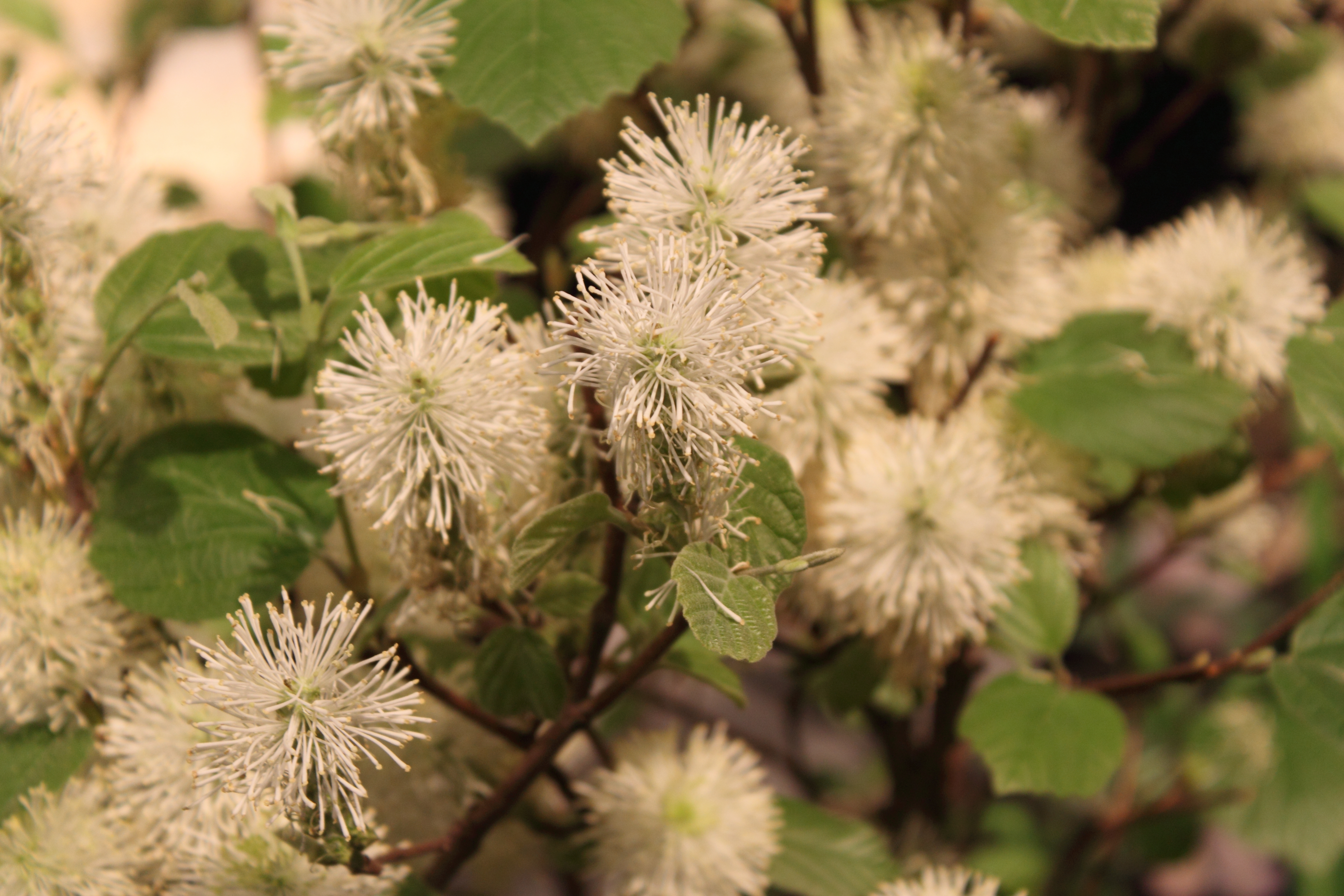 Large Fothergilla (Fothergilla major) fragrant white bottle-brush flower cluster showing dense stamens and lack of petals