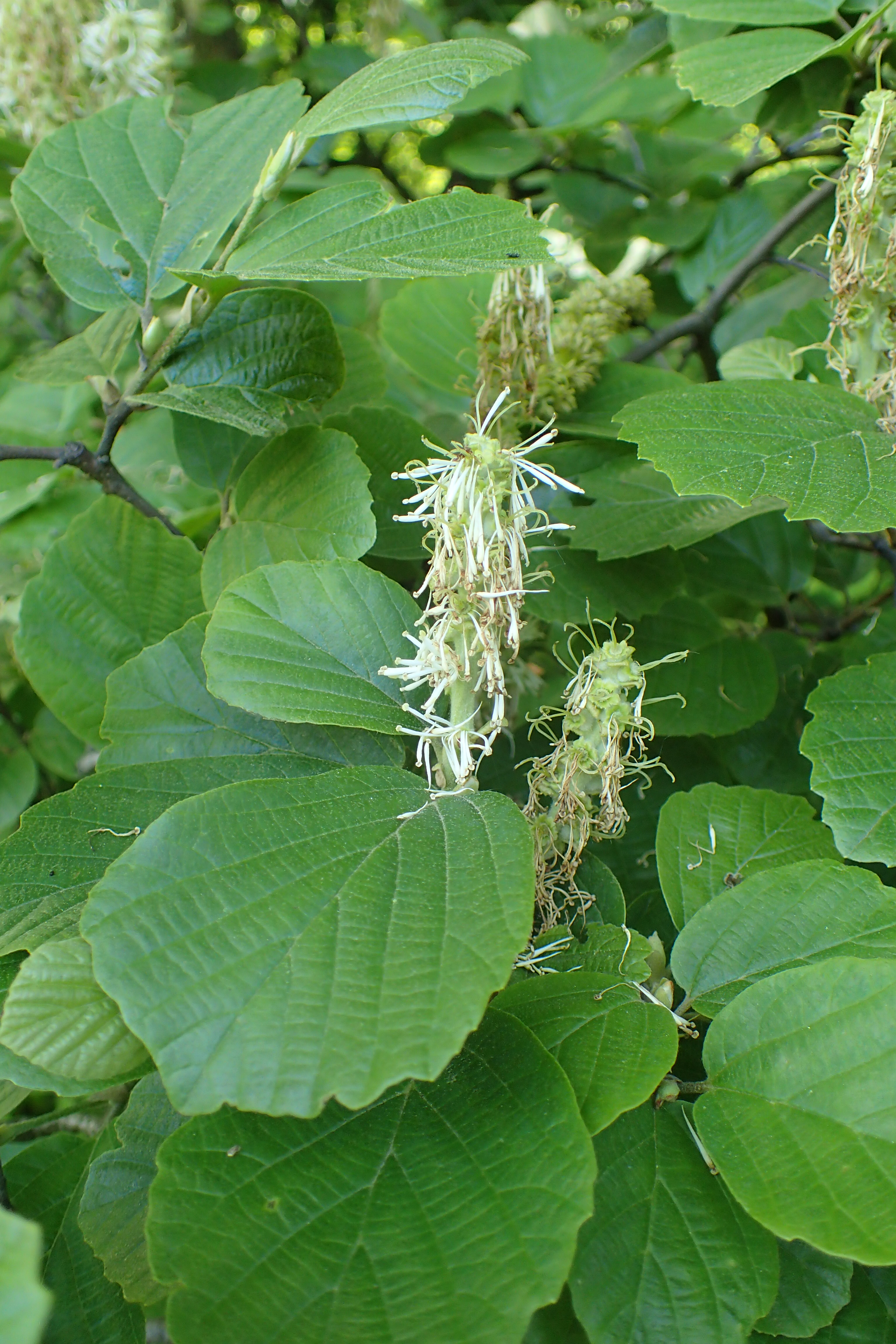 Large Fothergilla (Fothergilla major) showing spectacular autumn fall colors of yellow, orange and red foliage