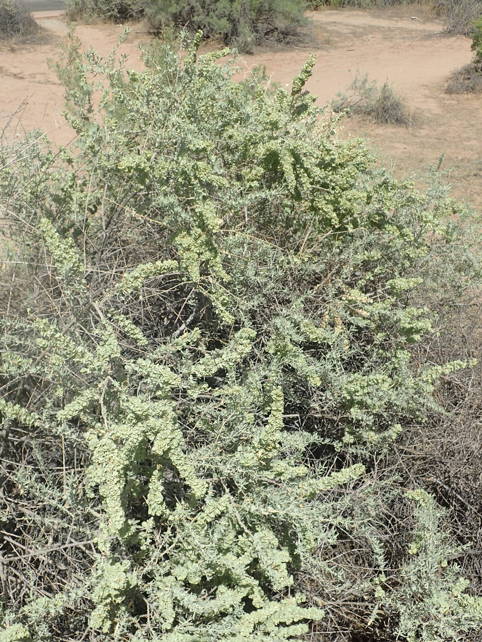 Four-Wing Saltbush (Atriplex canescens)