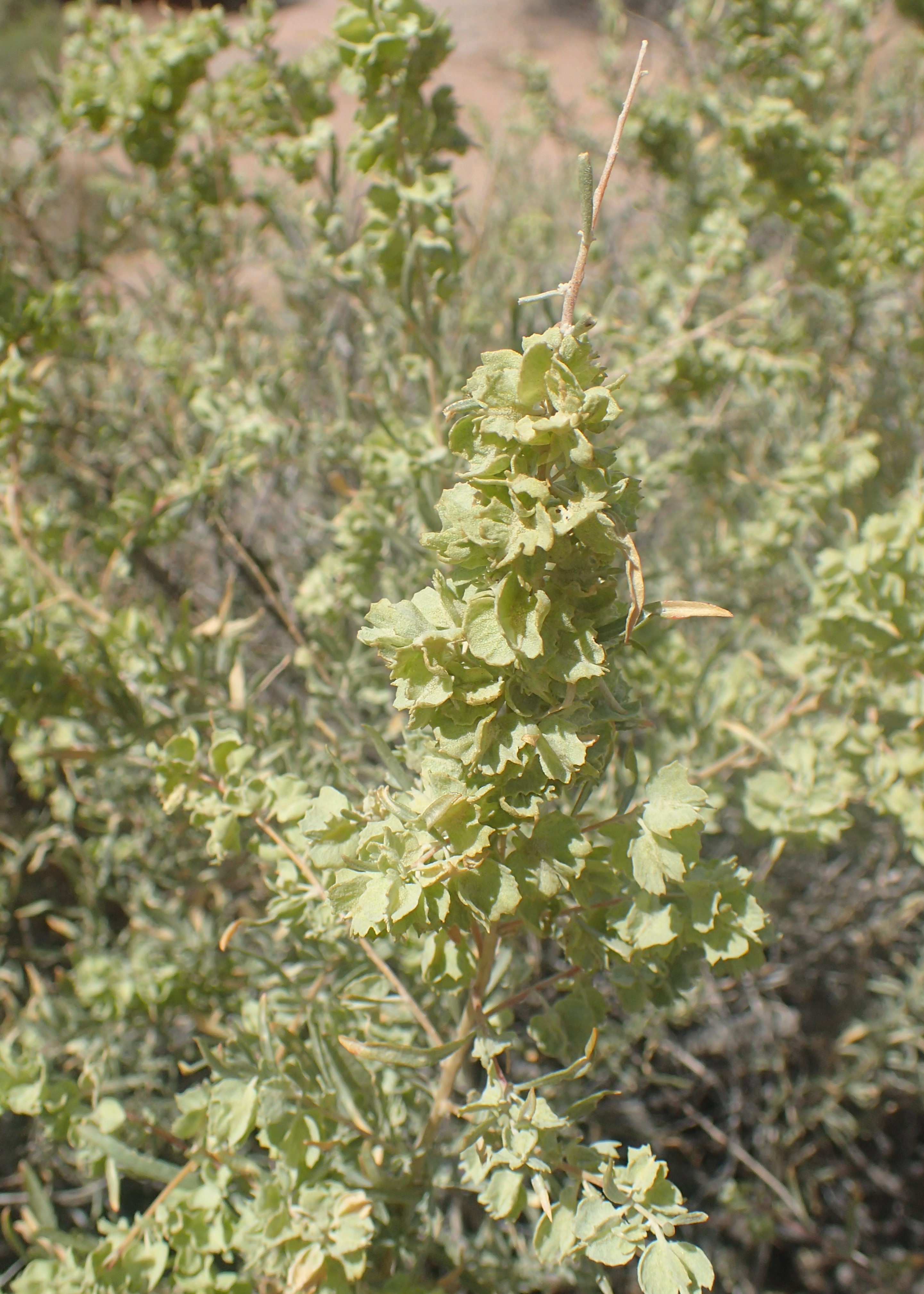 Four-Wing Saltbush (Atriplex canescens) close-up of silver-gray foliage and developing seed bracts