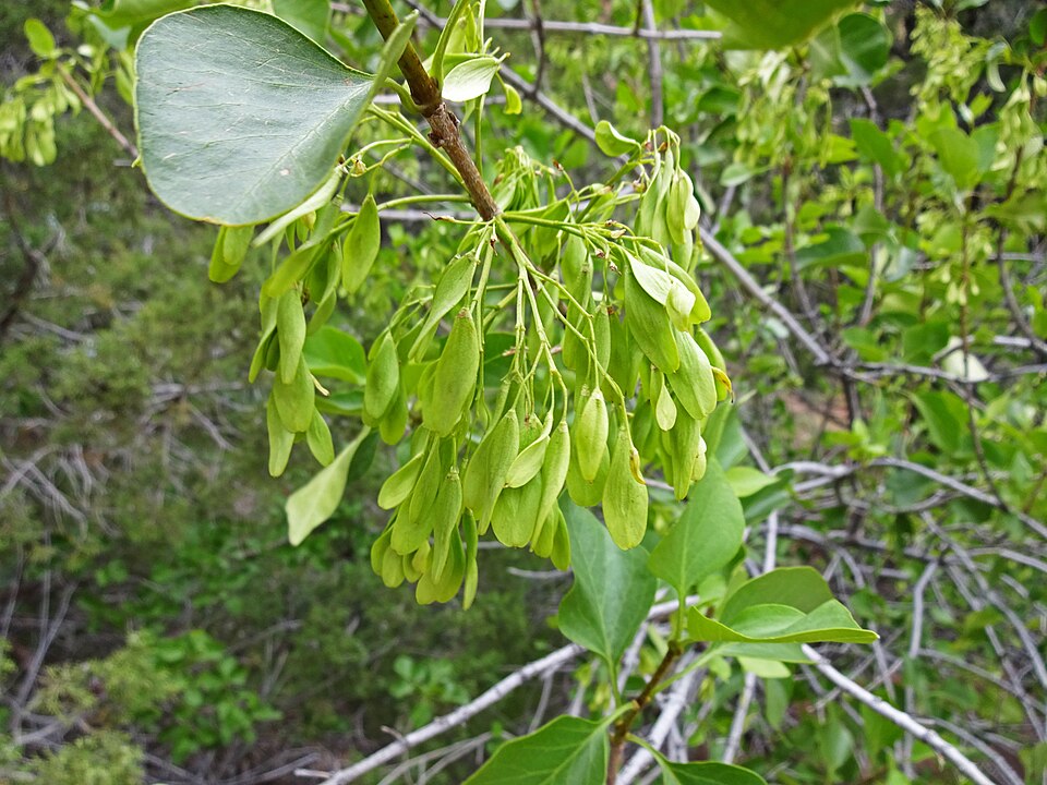 Singleleaf Ash (Fraxinus anomalus) showing the distinctive simple rounded leaves that make this ash unique among its genus
