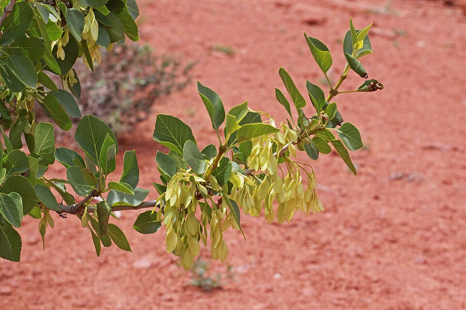 Singleleaf Ash (Fraxinus anomalus) in canyon habitat showing growth form and simple rounded foliage