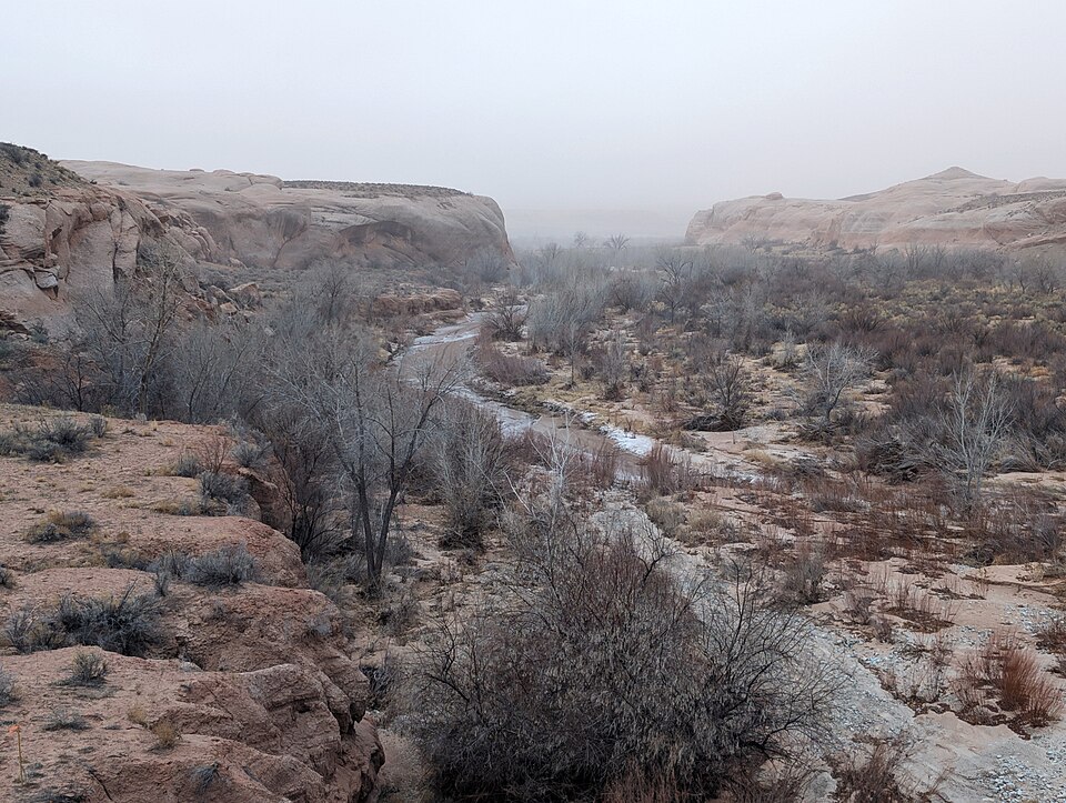 Fremont Cottonwood (Populus fremontii) showing large triangular leaves with serrated margins