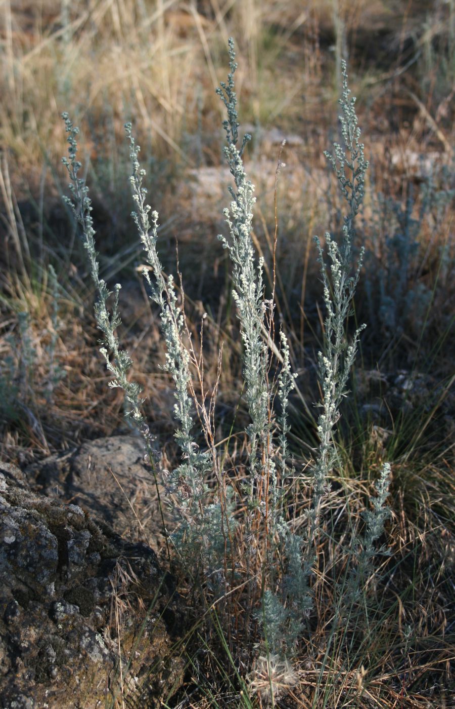 Fringed Sage (Artemesia frigida) - PlantNative.org Fringed Sage (Artemisia frigida) showing delicate silver-gray finely dissected foliage in dry mountain grassland