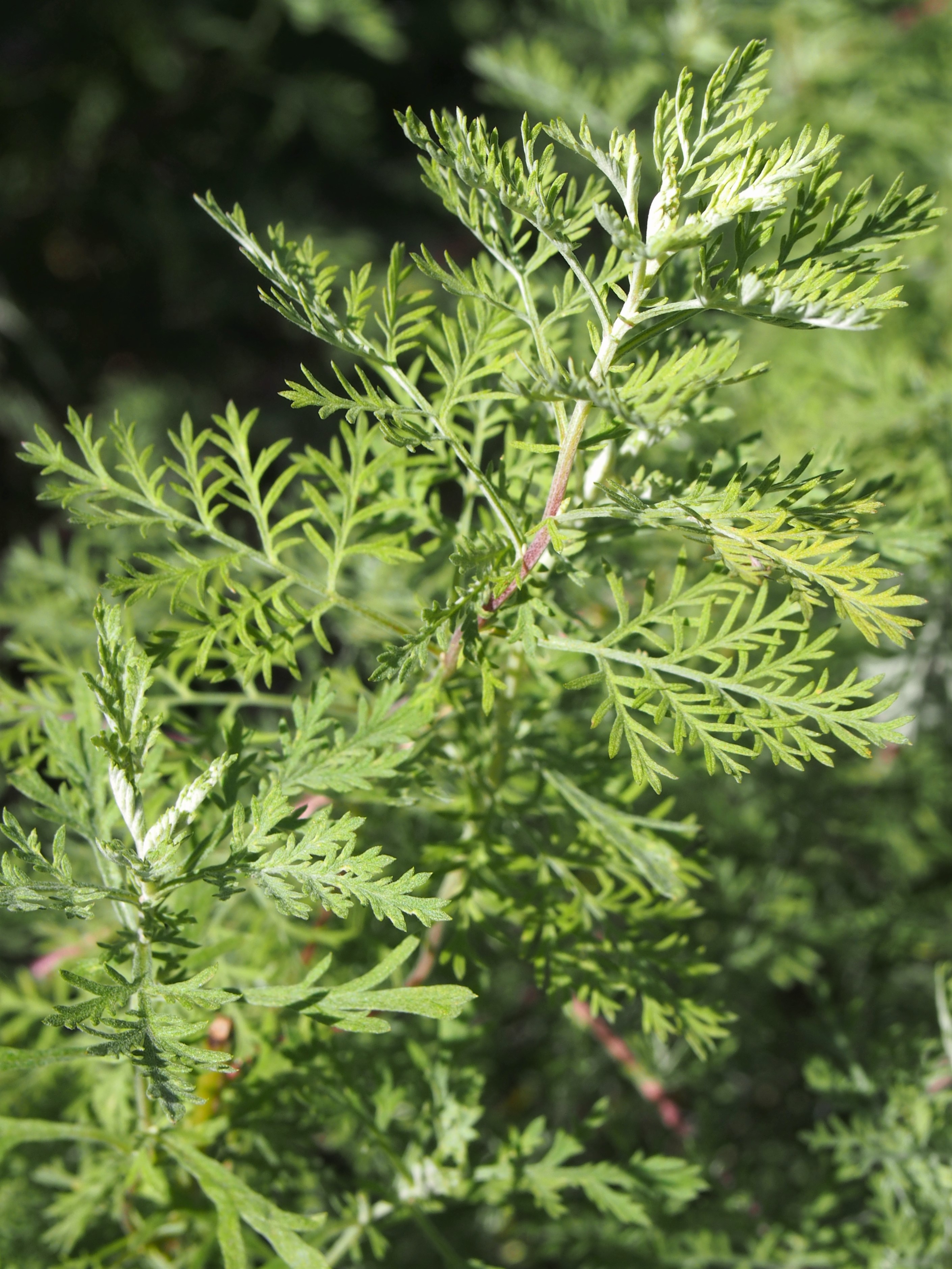 Fringed Sage (Artemesia frigida) - PlantNative.org Fringed Sage growing among rocks showing silver foliage texture and low spreading habit
