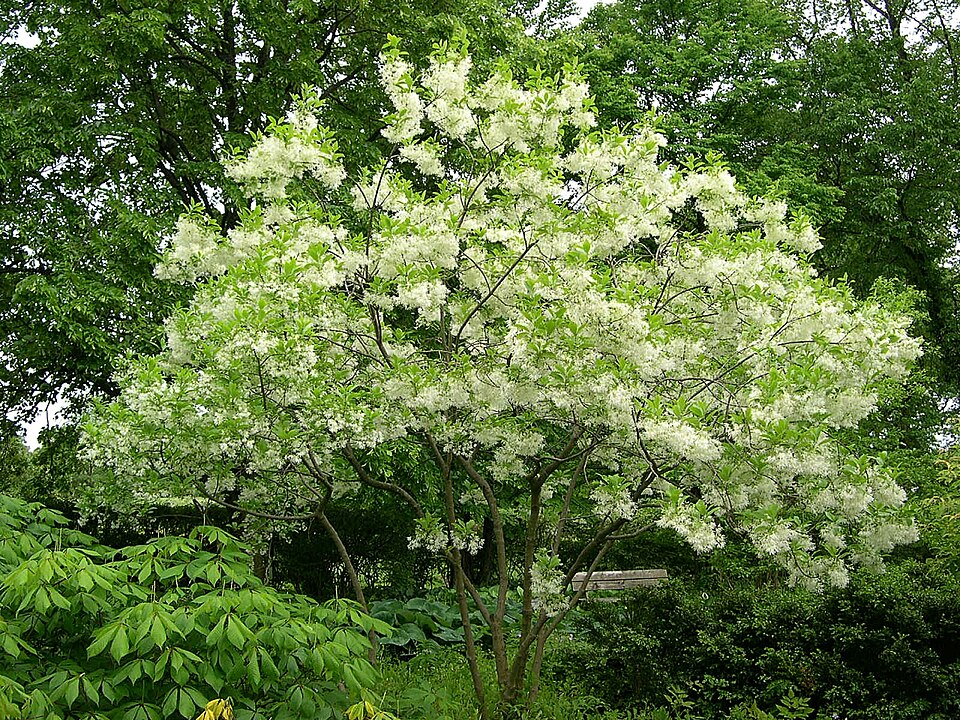 Fringetree (Chionanthus virginicus) in magnificent spring bloom showing the distinctive fringe-like white flowers