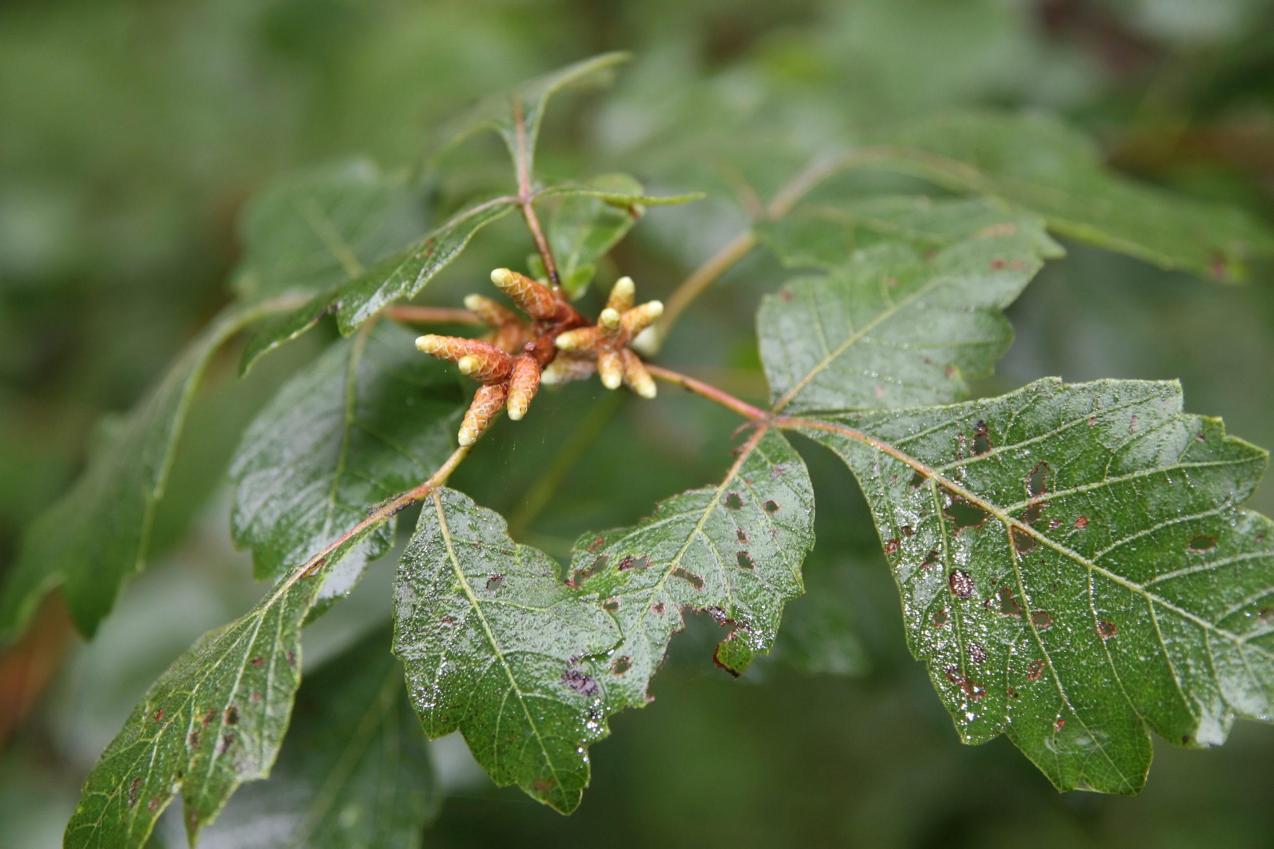 Fragrant Sumac (Rhus aromatica)