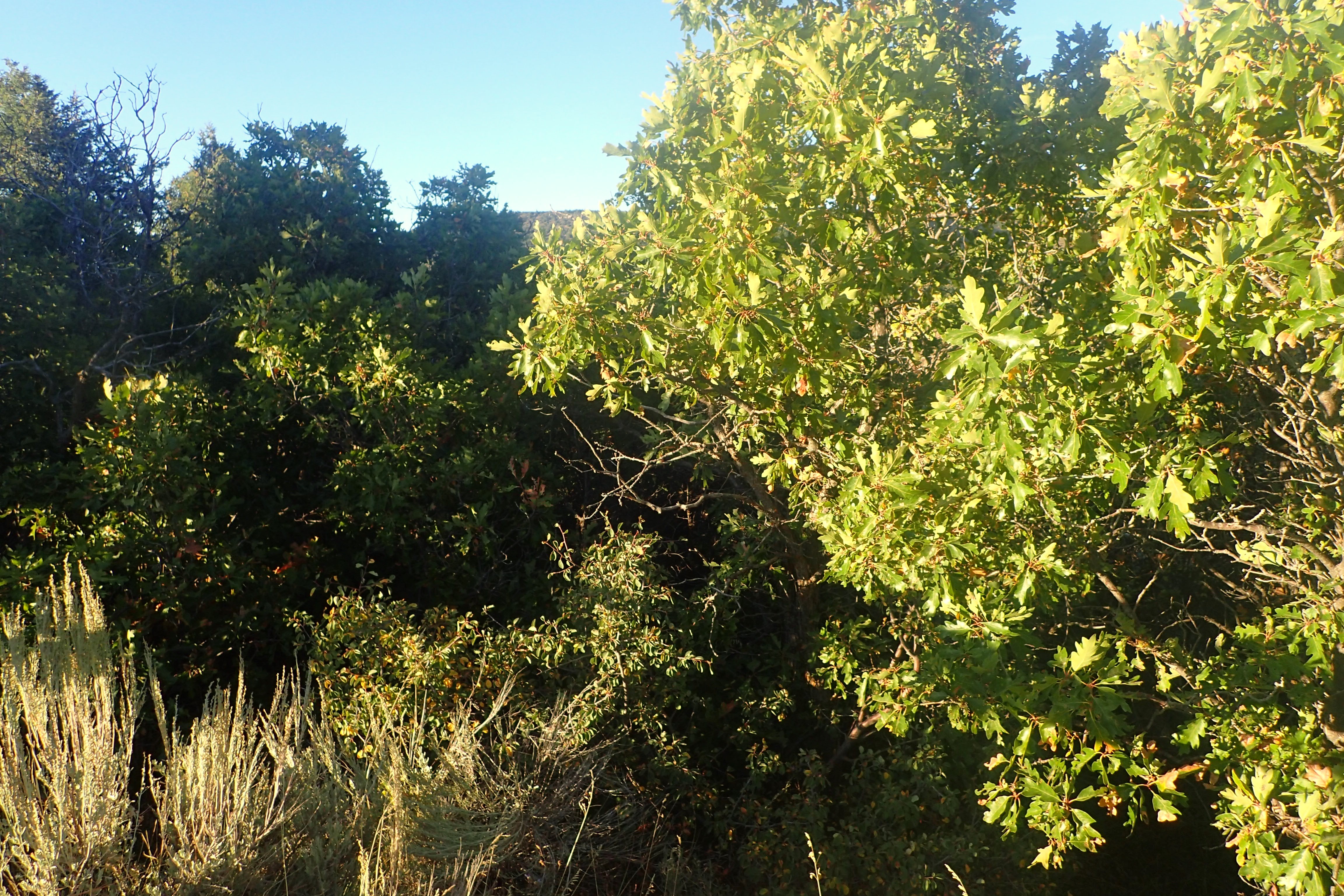 Gambel Oak (Quercus gambelii) - PlantNative.org Gambel Oak (Quercus gambelii) showing deeply lobed leaves and developing acorns in late summer
