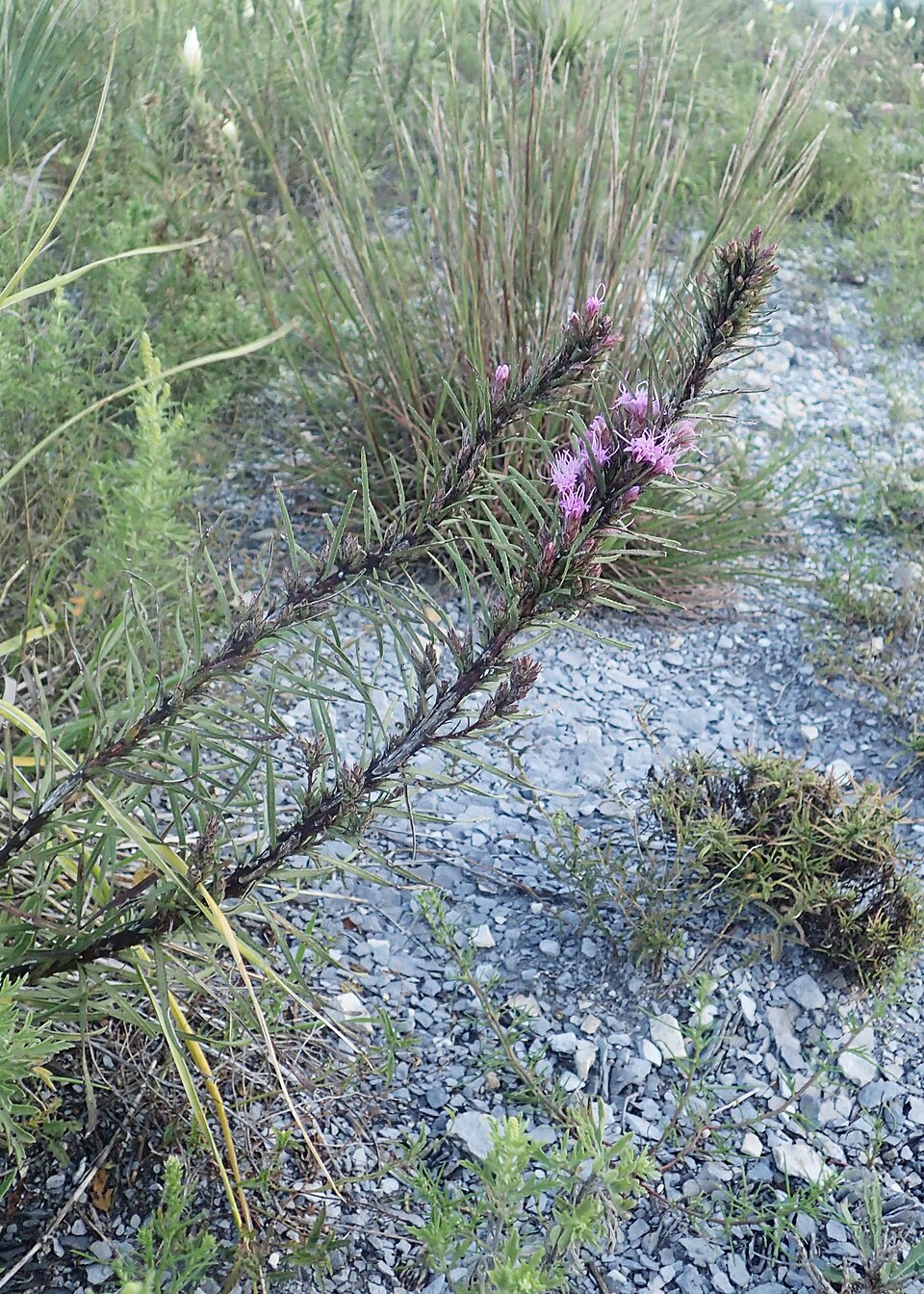Dotted Gayfeather (Liatris punctata) showing vivid purple flower spikes rising from prairie grassland