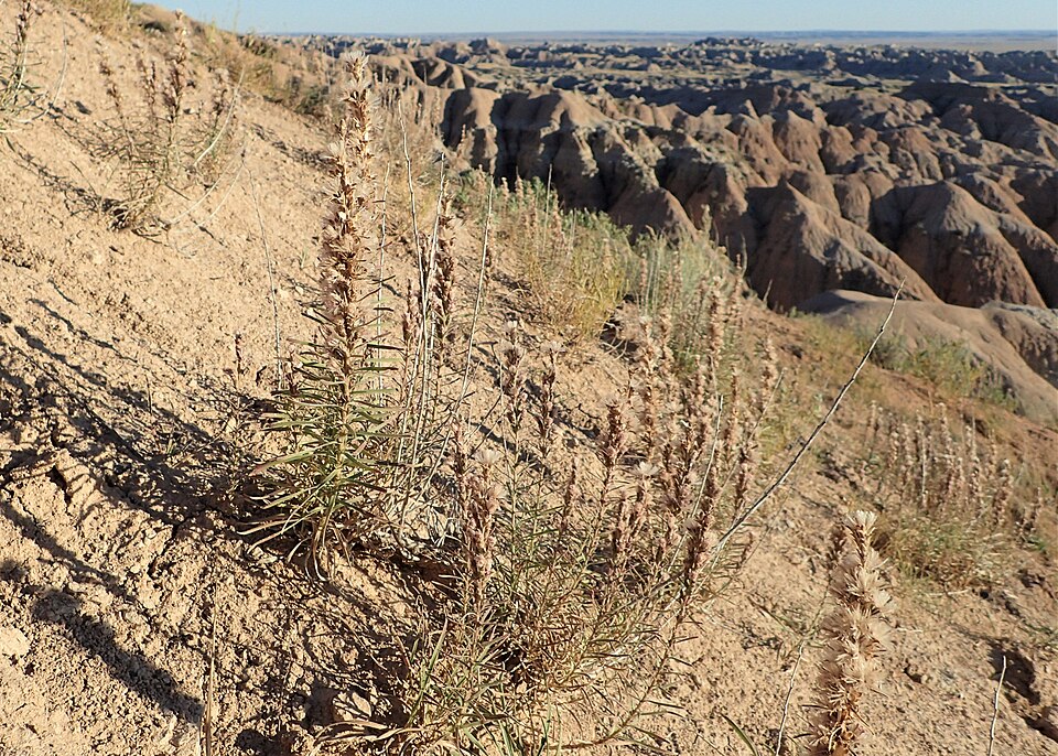 Dotted Gayfeather (Liatris punctata) clump in natural prairie habitat showing multiple purple flower spikes