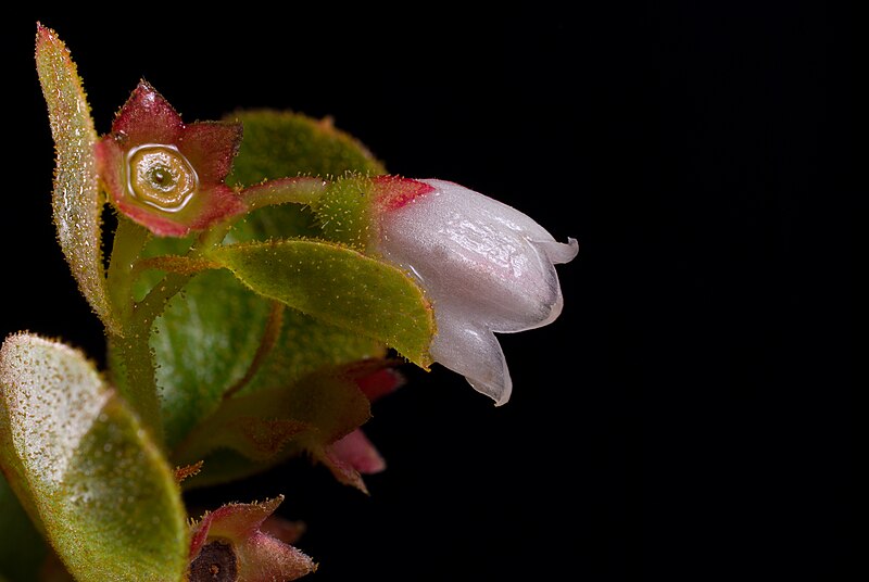 Dwarf Huckleberry (Gaylussacia dumosa) showing small shrub with pendant pink flowers